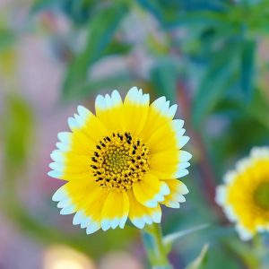 Layia platyglossa, Coastal Tidytips, Common Tidy Tips, Yellow Flowers, Bicolor Flowers, Drought tolerant flowers, Salt tolerant flowers