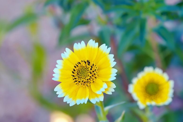 Layia platyglossa, Coastal Tidytips, Common Tidy Tips, Yellow Flowers, Bicolor Flowers, Drought tolerant flowers, Salt tolerant flowers
