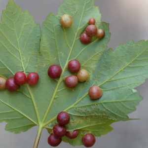 Leaf Galls, Identify Leaf Galls, Leaf Galls Symptoms, Prevent Leaf Galls, Treat Leaf Galls