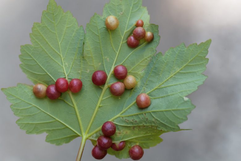 Leaf Galls, Identify Leaf Galls, Leaf Galls Symptoms, Prevent Leaf Galls, Treat Leaf Galls