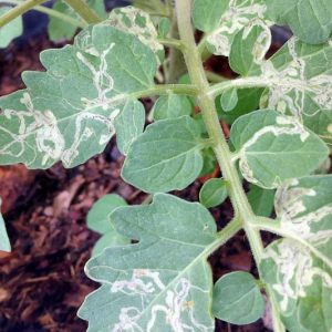 Leaf Miner, Leaf Miners, Liriomyza species