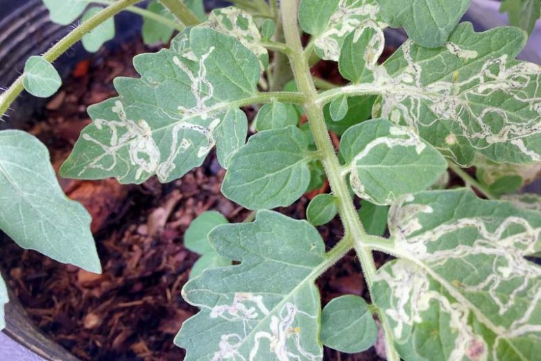 Leaf Miner, Leaf Miners, Liriomyza species