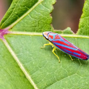 Leafhopper, Leafhoppers, Cicadellidae