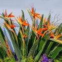 Strelitzia, Bird of Paradise, Orange Bird of Paradise, White Bird of Paradise, Giant Bird of Paradise, Strelitzia reginae, Strelitzia nicolai