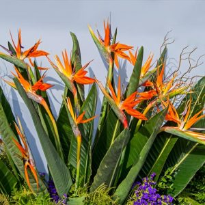 Strelitzia, Bird of Paradise, Orange Bird of Paradise, White Bird of Paradise, Giant Bird of Paradise, Strelitzia reginae, Strelitzia nicolai