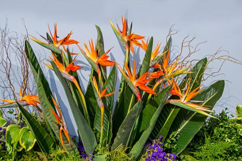 Strelitzia, Bird of Paradise, Orange Bird of Paradise, White Bird of Paradise, Giant Bird of Paradise, Strelitzia reginae, Strelitzia nicolai