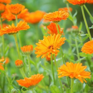 Calendula, Pot Marigold, English Marigold, Poet's Marigold, Common Marigold, Scotch Marigold