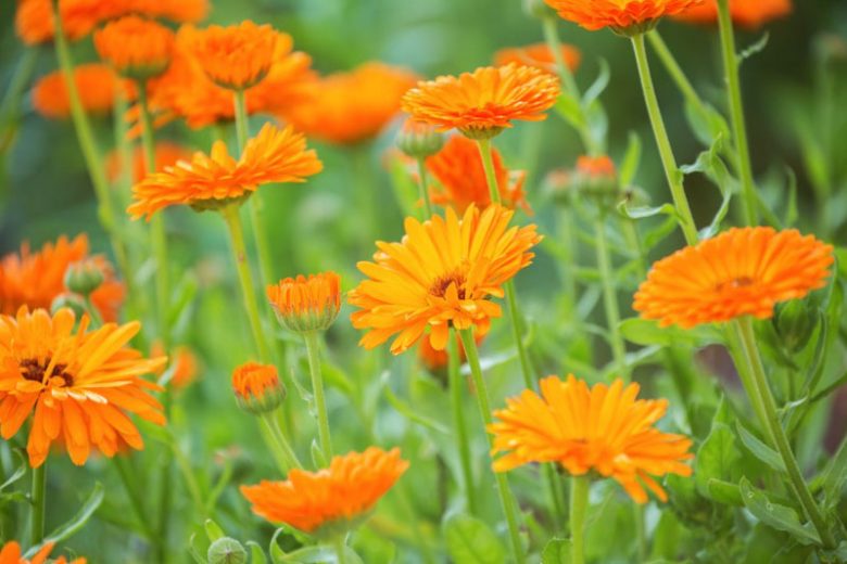 Calendula, Pot Marigold, English Marigold, Poet's Marigold, Common Marigold, Scotch Marigold