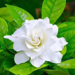 gardenia, flowers, gardenias, common gardenia, gardenia blossom, gardenia flowers, Gardenia jasminoides, Double flowered gardenia, Single flowered gardenia, single flowers, gardenia species, gardenia blossom Double, gardenia blossom Single