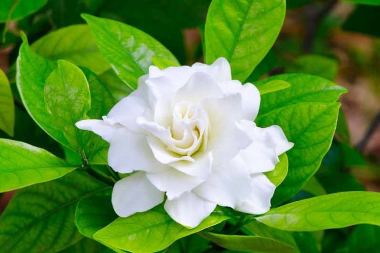 gardenia, flowers, gardenias, common gardenia, gardenia blossom, gardenia flowers, Gardenia jasminoides, Double flowered gardenia, Single flowered gardenia, single flowers, gardenia species, gardenia blossom Double, gardenia blossom Single