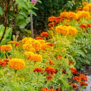 French Marigold, African Marigold, Aztec Marigold, American Marigold, Big Marigold, American Saffron, Signet Marigold, Slender leaf Marigold, Striped Mexican Marigold