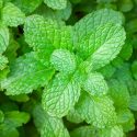 Mint, Peppermint, Spearmint, Mentha piperita, Mentha spicata, Mentha piperita citrata, Mentha suaveolens