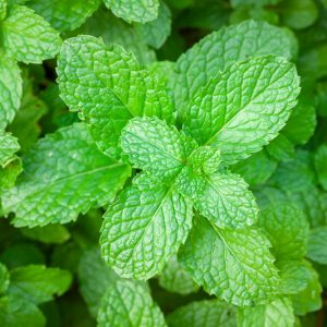 Mint, Peppermint, Spearmint, Mentha piperita, Mentha spicata, Mentha piperita citrata, Mentha suaveolens