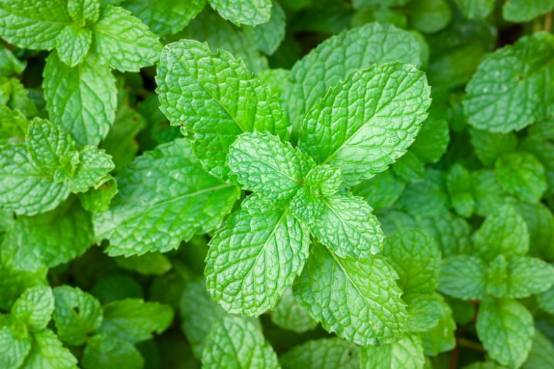 Mint, Peppermint, Spearmint, Mentha piperita, Mentha spicata, Mentha piperita citrata, Mentha suaveolens