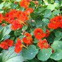 Tropaeolum, Common Nasturtium, Indian Cress, Mexican Cress, Peruvian Cress, Garden Nasturtium