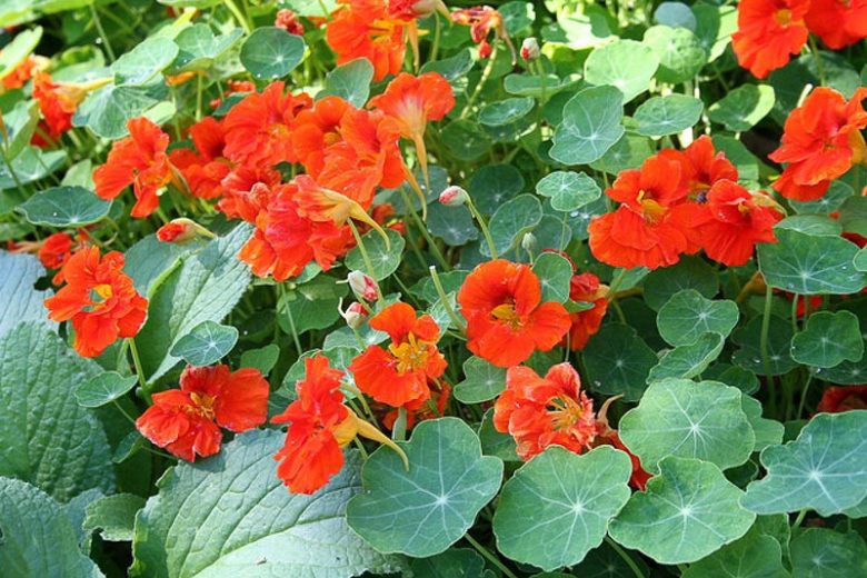 Tropaeolum, Common Nasturtium, Indian Cress, Mexican Cress, Peruvian Cress, Garden Nasturtium