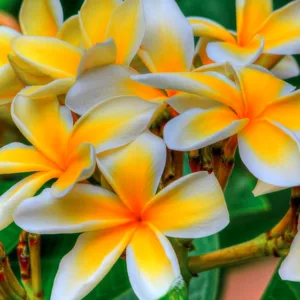 Plumeria, Frangipani, Plumeria alba, Plumeria rubra, Plumeria obtusa, Plumeria Plant, Plumeria Flowers, Plumeria Care