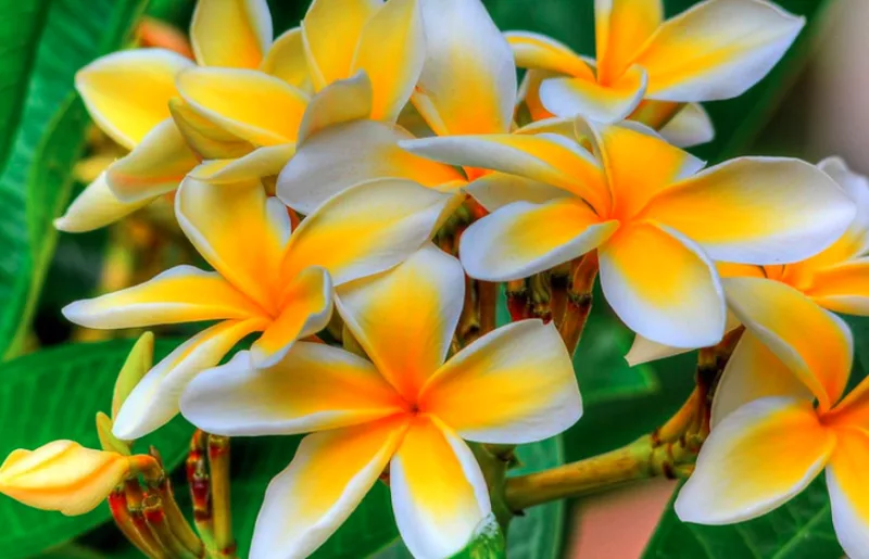 Plumeria, Frangipani, Plumeria alba, Plumeria rubra, Plumeria obtusa, Plumeria Plant, Plumeria Flowers, Plumeria Care
