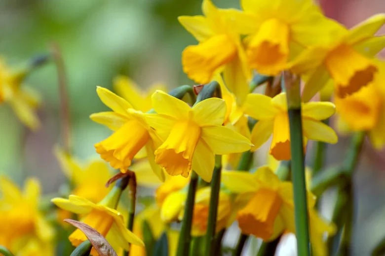 Daffodil Flowers, Tazetta Daffodils, Poeticus Daffodils, Cyclamineus Daffodils, Double Daffodils, Jonquilla Daffodils, Large-Cupped Daffodils, Small-Cupped Daffodils, Triandrus Daffodils, Tru