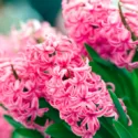 Hyacinth, Hyacinths, Dutch Hyacinth, Common Hyacinth, Hyacinthus orientalis, Spring Bulbs, Spring Flowers