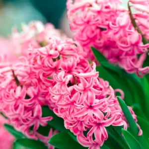 Hyacinth, Hyacinths, Dutch Hyacinth, Common Hyacinth, Hyacinthus orientalis, Spring Bulbs, Spring Flowers