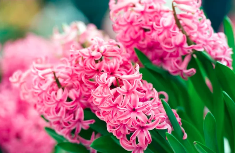 Hyacinth, Hyacinths, Dutch Hyacinth, Common Hyacinth, Hyacinthus orientalis, Spring Bulbs, Spring Flowers