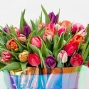 Tulips, Tulip, Tulip Flowers, Single Tulips, Double Tulips, Peony Tulips, Fosteriana Tulips, Kaufmanniana Tulips, Greigii Tulips, Darwin Hybrid Tulips, Triumph Tulips, Fringed Tulips, Lily-Flowered Tulips, Parrot Tulips, Viridiflora Tulips, Botanical Tulips