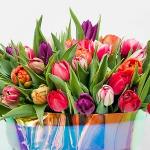 Tulips, Tulip, Tulip Flowers, Single Tulips, Double Tulips, Peony Tulips, Fosteriana Tulips, Kaufmanniana Tulips, Greigii Tulips, Darwin Hybrid Tulips, Triumph Tulips, Fringed Tulips, Lily-Flowered Tulips, Parrot Tulips, Viridiflora Tulips, Botanical Tulips
