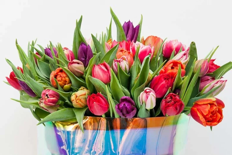 Tulips, Tulip, Tulip Flowers, Single Tulips, Double Tulips, Peony Tulips, Fosteriana Tulips, Kaufmanniana Tulips, Greigii Tulips, Darwin Hybrid Tulips, Triumph Tulips, Fringed Tulips, Lily-Flowered Tulips, Parrot Tulips, Viridiflora Tulips, Botanical Tulips