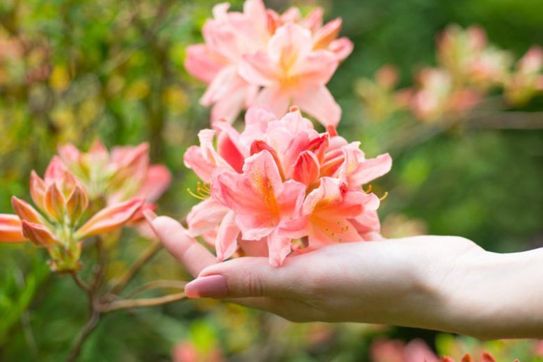 Growing Azaleas, Growing Rhododendrons, Azalea Care, Rhododendron Care, Planting Azaleas, Planting Rhododendrons, Azalea Maintenance, Rhododendrons Maintenance