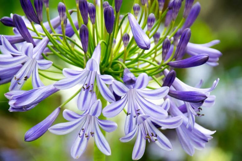 Agapanthus, lily of the Nile, African Lily, Blue flower, purple flower, agapanthus Africanus, Agapanthus Umbellatum, Evergreen Perennials,