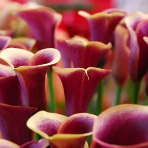 Calla Lily, Zantedeschia, Calla Lilies, Calla Lily Care, Calla Lillies, Arum Lilies, Calla Lilies Bulbs, Arum Lilies Bulbs, Calla Lilies Tubers, Arum Lilies Tubers, Planting Calla Lilies, Caring for Calla Lilies, Growing Calla Lilies,