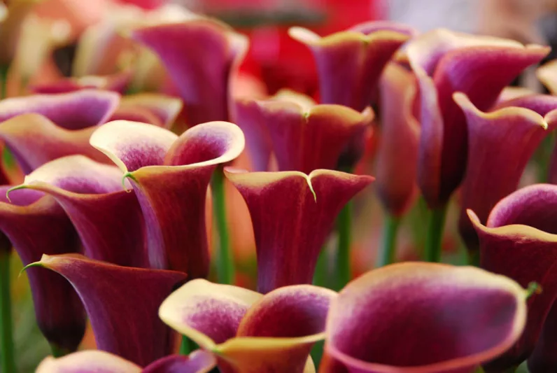Calla Lily, Zantedeschia, Calla Lilies, Calla Lily Care, Calla Lillies, Arum Lilies, Calla Lilies Bulbs, Arum Lilies Bulbs, Calla Lilies Tubers, Arum Lilies Tubers, Planting Calla Lilies, Caring for Calla Lilies, Growing Calla Lilies,