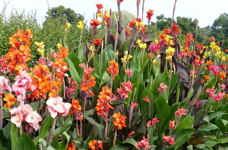 Canna Lily bulbs, Canna lilies, Canna Rhizomes, Canna Tubers, Planting Cannas, Caring for Cannas, Growing Cannas, Canna Care