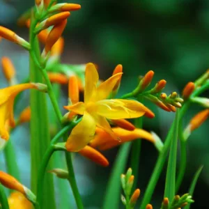 Crocosmia, Crocosmias, How to care for Crocosmia, Planting Crocosmia, Growing Crocosmia, Crocosmia care, Crocosmia x  Crocosmiiflora, Montbretia, Coppertips, Falling Stars