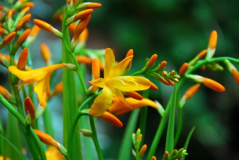 Crocosmia, Crocosmias, How to care for Crocosmia, Planting Crocosmia, Growing Crocosmia, Crocosmia care, Crocosmia x  Crocosmiiflora, Montbretia, Coppertips, Falling Stars