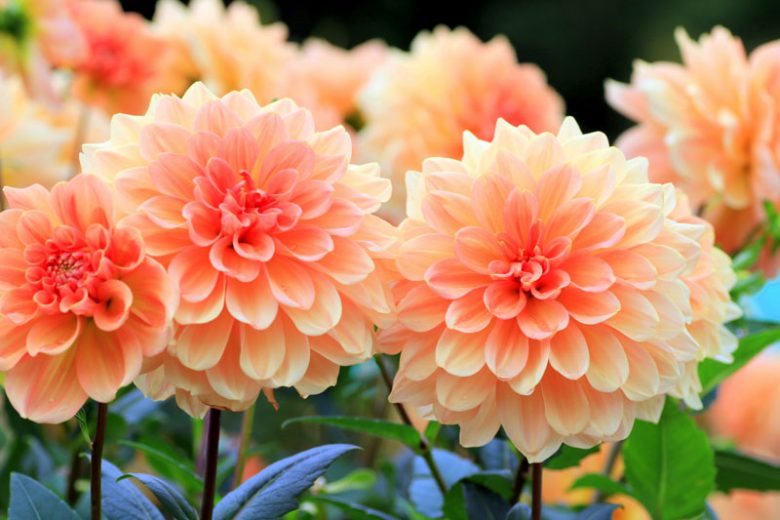 Dahlias, How to care for dahlias, Planting dahlia, Growing dahlia, Dahlia care, Dahlia Tubers, Dahlia Bulbs, Dahlia Flower, Dahlia Flowers, summer bulbs
