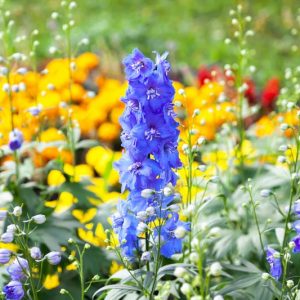 Delphiniums, How to care for Delphiniums, Planting Delphiniums, Growing Delphiniums, Delphinium care, Delphinium Flower