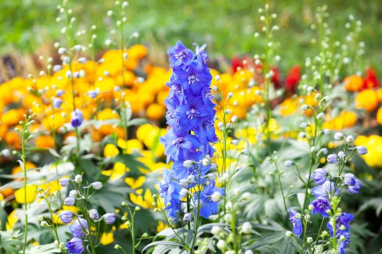 Delphiniums, How to care for Delphiniums, Planting Delphiniums, Growing Delphiniums, Delphinium care, Delphinium Flower