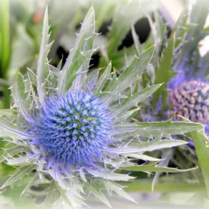 Eryngium, Sea Holly, Eryngo, Eryngium planum, Eryngium giganteum, Eryngium maritimum, Eryngium bourgatii, Eryngium zabelii, Eryngium variifolium, Eryngium yuccifolium
