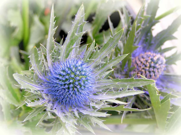 Eryngium, Sea Holly, Eryngo, Eryngium planum, Eryngium giganteum, Eryngium maritimum, Eryngium bourgatii, Eryngium zabelii, Eryngium variifolium, Eryngium yuccifolium