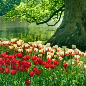 flower bulbs, flowering bulbs, How to care for flower bulbs, Planting flower bulbs, Growing flower bulbs, flower bulbs care, Spring Bulbs, Spring Flowers, early spring bulbs, mid spring bulbs, late spring bulbs,early season bulbs, mid season bulbs, late s