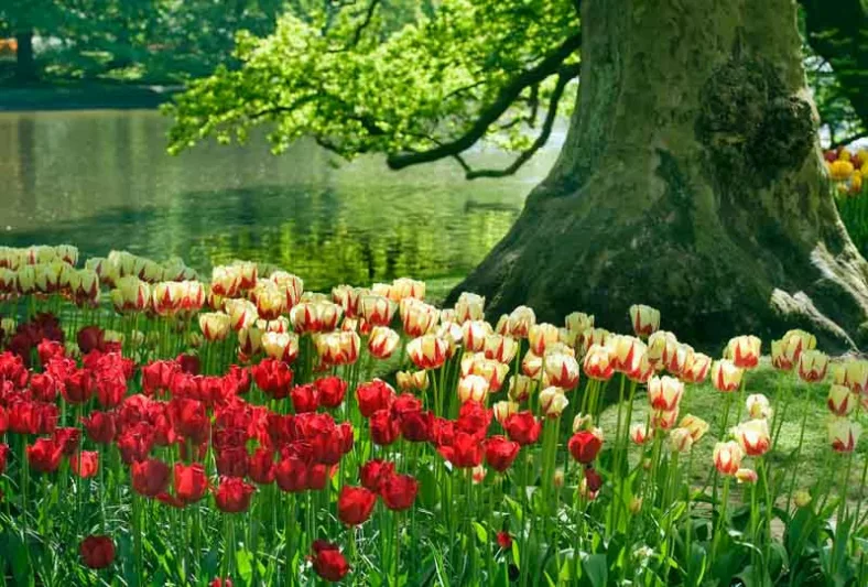 flower bulbs, flowering bulbs, How to care for flower bulbs, Planting flower bulbs, Growing flower bulbs, flower bulbs care, Spring Bulbs, Spring Flowers, early spring bulbs, mid spring bulbs, late spring bulbs,early season bulbs, mid season bulbs, late s