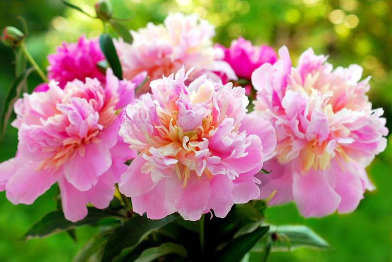 Peonies, How to care for Peonies, Planting Peonies, Growing Peonies, Peonies care, Peony Flower, Peony