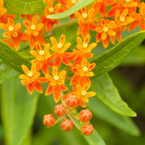 Milkweed, Common Milkweed, Butterflyweed, Swamp Milkweed, Showy Milkweed, Mexican Whorled Milkweed, Tropical Milkweed, Asclepias syriaca, Asclepias tuberosa, Asclepias incarnata, Asclepias speciosa, Asclepias fascicularis, Asclepias curassavica