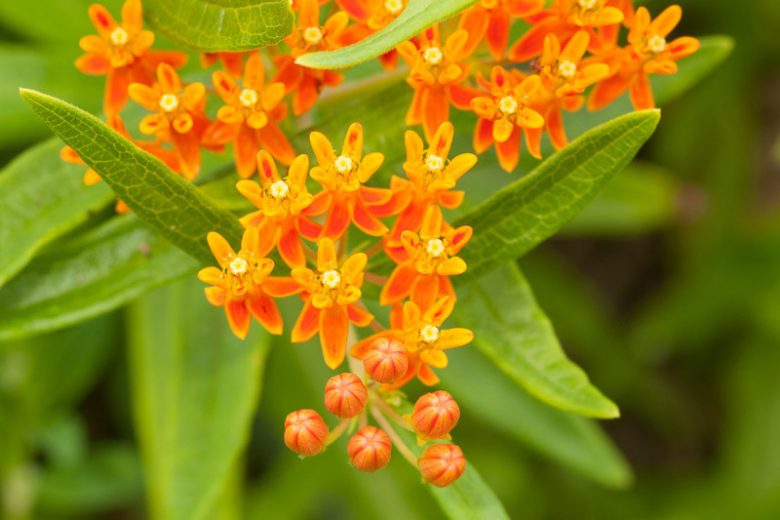 Milkweed, Common Milkweed, Butterflyweed, Swamp Milkweed, Showy Milkweed, Mexican Whorled Milkweed, Tropical Milkweed, Asclepias syriaca, Asclepias tuberosa, Asclepias incarnata, Asclepias speciosa, Asclepias fascicularis, Asclepias curassavica