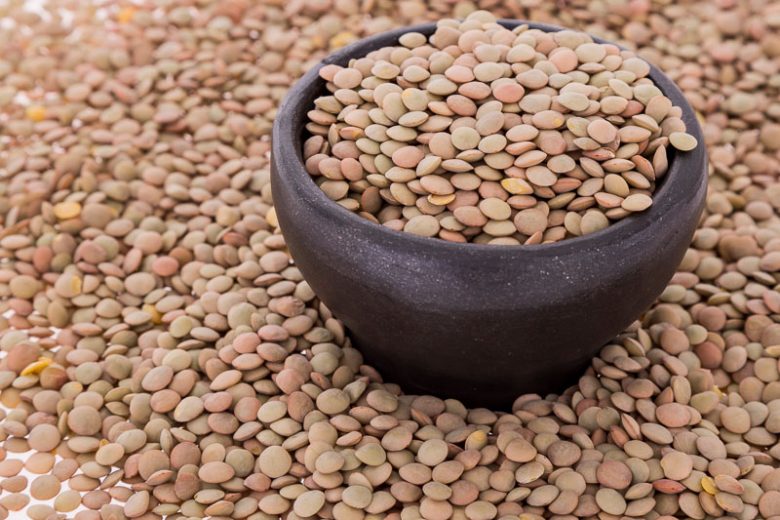 Lentils, Lens esculenta