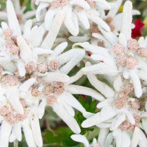 Leontopodium alpinum, Edelweiss, Alpine Snow Flower, Leontopodium nivale subsp. alpinum, Gnaphalium leontopodium