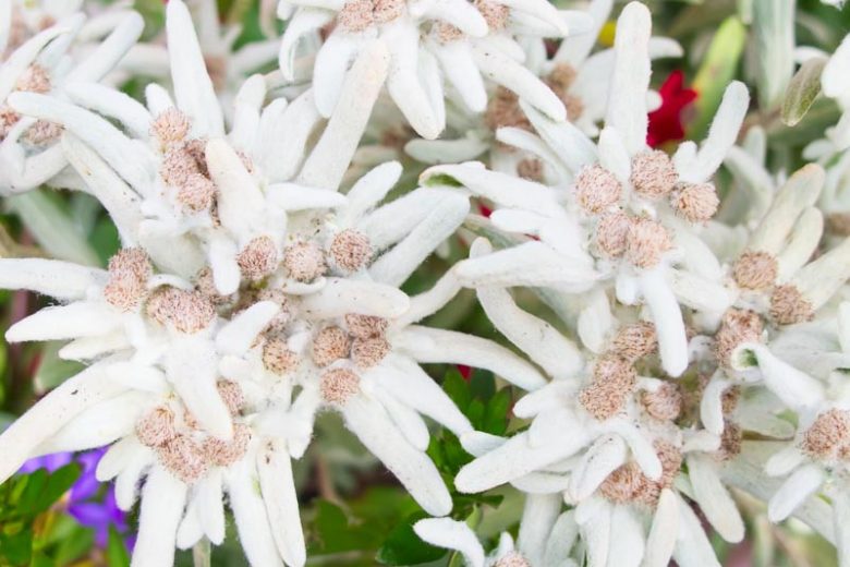 Leontopodium alpinum, Edelweiss, Alpine Snow Flower, Leontopodium nivale subsp. alpinum, Gnaphalium leontopodium