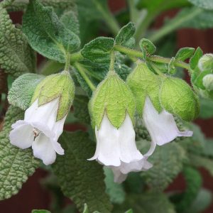 Lepechinia calycina, Woodbalm, California Pitcher Plant, Pitcher Sage, White Pitcher Sage, Evergreen Shrub, California Native Shrubs, California Native Plants